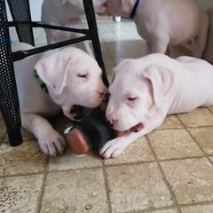 Dogo Argentino Puppies from K&B Southern Oregon Argentino Dogos
