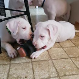 Dogo Argentino Puppies from K&B Southern Oregon Argentino Dogos