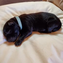 Boy 1 - German Shepherd puppy in Mead, Colorado from North Creek German Shepherds