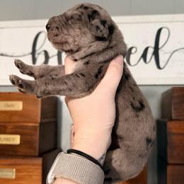 Damon - Merle male Great Dane puppy in Jerusalem, Arkansas from Mara Danes