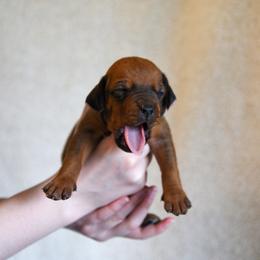 Brown - Rd whtn blk nose male Rhodesian Ridgeback puppy in Hillman, Minnesota from Rhoxwood Kennel