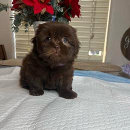Female puppy 2 purple collar - Liver female Shih Tzu puppy in Whittier, California from Socal Mother Of Shih Tzus