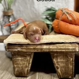 Gouda - Ruby male Cavalier King Charles Spaniel puppy in El Campo, Texas from Longhorn Cavaliers