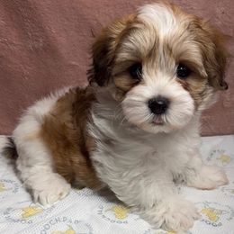 Snickers - Red sable male Havanese puppy in Maryville, Missouri from Dreamworks Havanese