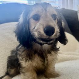 Bella Visser - Dachshund
