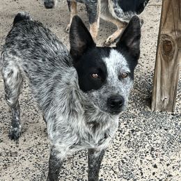 Rip - Australian Cattle Dog