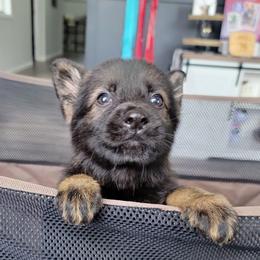Orange Collar - Arlo - Sable male German Shepherd puppy in Augusta, West Virginia from Cricket Hollow Canines