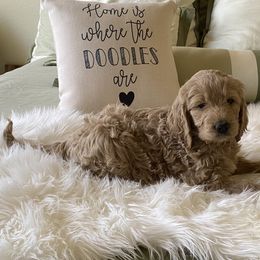 Bernedoodle and Goldendoodle Puppies from Heartfelt GoldenDoodles