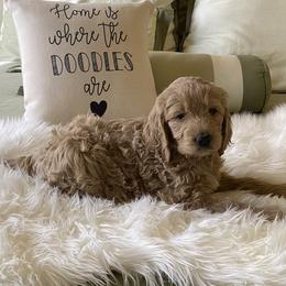 Bernedoodle and Goldendoodle Puppies from Heartfelt GoldenDoodles