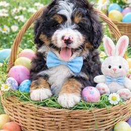 Teddy - Tri-color male Bernedoodle puppy in Ormond Beach, Florida from Florida Coast Doodles