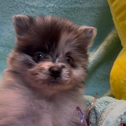 Denver - Blue merle male Pomeranian puppy in Jackson, New Jersey from Peapod Pomeranians
