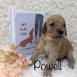 Goldendoodle Puppies from Ming’s Dynasty Doodles