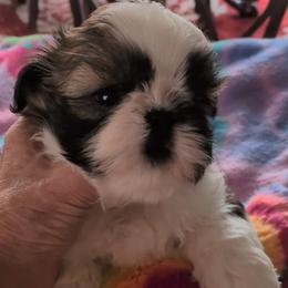 Noah - Gold and white male Shih Tzu puppy in Pleasant Hill, Missouri from Misty Dajavue Shih-Tzu