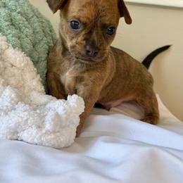 Sully - Chocolate brindled fawn male Chihuahua puppy in High Point, North Carolina from Treasured Chihuahuas