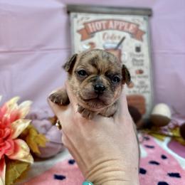 Chihuahua Puppies from Fiddlefigg Chihuahuas