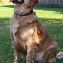 Golden Retrievers from Sims Golden Retrievers