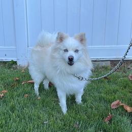 Ella - White female Pomsky puppy in Henderson, Kentucky from Paris Pomskies