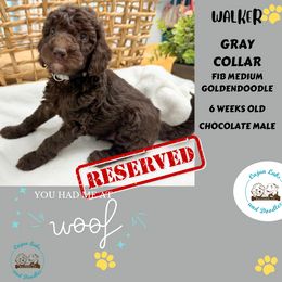 Walker - Chocolate Goldendoodle puppy in Raceland, Louisiana from Cajun Doodles