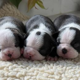 Boston Terrier Puppies from Liliya Hellams