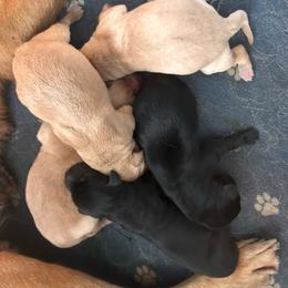 Girl 1 - Yellow female Labrador Retriever puppy in Four Oaks, North Carolina from TLC Retrievers