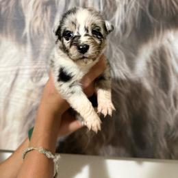 Colt - Blue merle male Miniature Australian Shepherd puppy in Tucson, Arizona from Soqui Ortiz Cattle Ranch