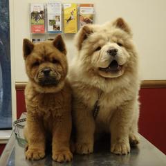 Chow Chow from Morocco Chows- Specializing in Smooth Coats