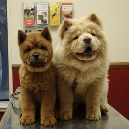 Chow Chow from Morocco Chows- Specializing in Smooth Coats