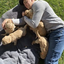 Bernedoodle and Labradoodle Puppies from Royal Doodles