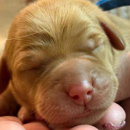 Mulberry - Yellow male Labrador Retriever puppy in North Chesterfield, Virginia from Lake Crystal Farms Labradors