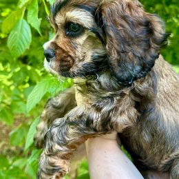 Cocker Spaniel Puppies from Mable meadows Cockers