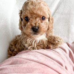 Dolly - Cockapoo puppy in La Grange, Kentucky from Bluegrass Doodle Buddies