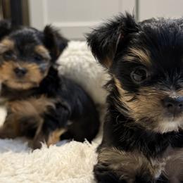 Yorkshire Terriers from Yorkshire Estate Yorkies