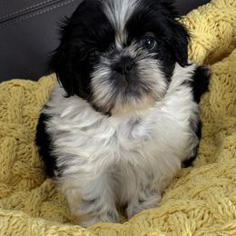 Gibbs - Black and white male Shih Tzu puppy in Fredericksburg, Virginia from Pumpkin Patch Pups