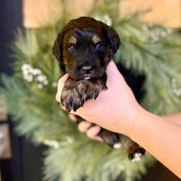 Boy 3 - Phantom male Bernedoodle puppy in Salt Lake County, Utah from Coco Avenue Pups