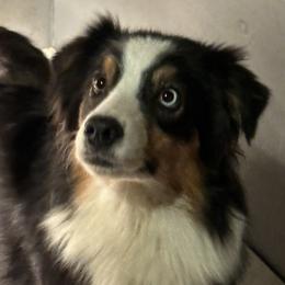 Yara - Australian Shepherd