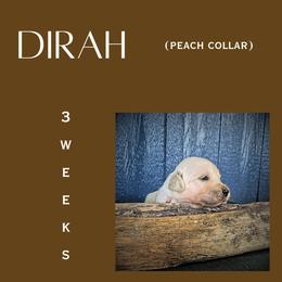 Dirah - Light golden female Golden Retriever puppy in El Campo, Texas from Starlight Goldens