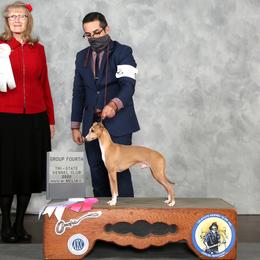 Arrow - Italian Greyhound