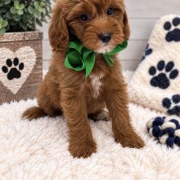 Green bow - Red male Cavapoo puppy in Waskom, Texas from Pearls & Curls doodles & poodles