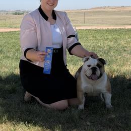 Bulldog and French Bulldog All Grown Up from Double B Bulldogs