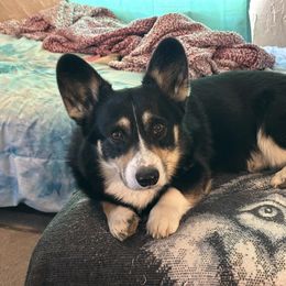 Lennox - Pembroke Welsh Corgi