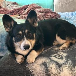 Lennox - Pembroke Welsh Corgi