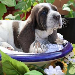Manuka - Blue and white female Basset Hound puppy in Surprise, Arizona from Howlin Hounds