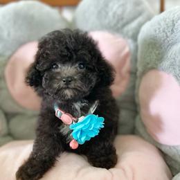 Sunnie - Silver female Poodle puppy in Hilo, Hawaii from Premium Teacup Puppy of Hawaii