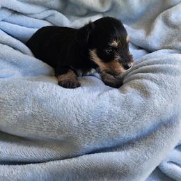 Harold - Black and silver male Miniature Schnauzer puppy in Crosby, Texas from Raisin' the Woof Schnauzers