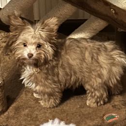 Yorkshire Terrier Puppies from Casey Clan Yorkies