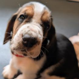 Casey- Red Collar - Black brown and white male Basset Hound puppy in Duchesne, Utah from HI Desert Hounds