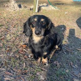 Prince - Dachshund
