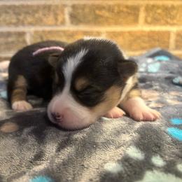 Pink collar female - Black and tan female Pembroke Welsh Corgi puppy in Mcarthur, Ohio from Bentley Corgis LLC