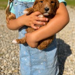 Aussiedoodle, Bernedoodle, Cavapoo, Goldendoodle, and Newfypoo Puppies from Haaspawz