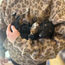 Cowboy - Tri-color male Bernedoodle puppy in Carlotta, California from Lost Coast Bernese Mountain Dogs